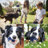 Bella Boo Pets Interactive Dog Toy for Strong Chewers - Freddy The Hedgehog Blue All-in-One Treat Ball + Food Dispensing Slow Feeder Dog IQ Puzzle...