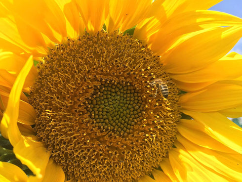 Dried, natural Sunflower Sprinkles from Germany | Net Weight: 0.52oz / 15g | Perfect addition to any salad, snack or smoothie bowl - Sprinkles for...