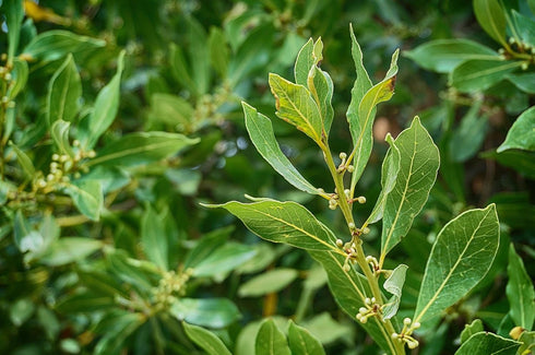 ArOmis Laurel Leaf (Bay Laurel) Essential Oil - 100% Pure & Undiluted for Aromatherapy & Diffusers - 30ml (1 Fl oz...