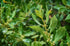ArOmis Laurel Leaf (Bay Laurel) Essential Oil - 100% Pure & Undiluted for Aromatherapy & Diffusers - 30ml (1 Fl oz...