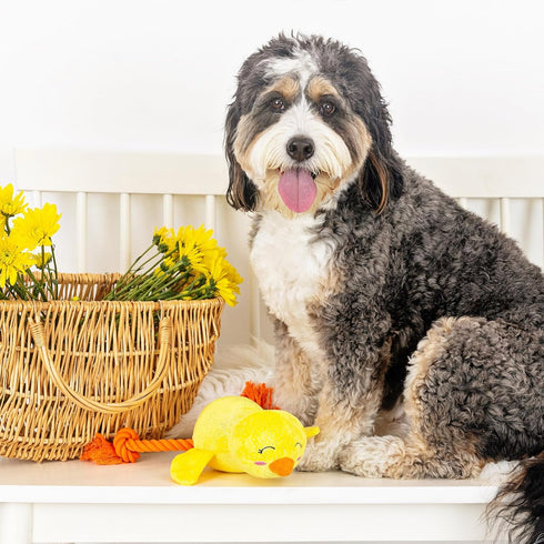 Fringe Studio Plush Dog Toy, Sweet Little Chick, Pet Shop Collection (314137)...