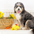 Fringe Studio Plush Dog Toy, Sweet Little Chick, Pet Shop Collection (314137)...