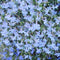 200Pcs Blue Splash Lobelia Seeds Lobelia Erinus Non-GMO Hanging Baskets Window Boxes & Ground Cover Rock Garden by YEGAOL Garden...