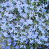 200Pcs Blue Splash Lobelia Seeds Lobelia Erinus Non-GMO Hanging Baskets Window Boxes & Ground Cover Rock Garden by YEGAOL Garden...