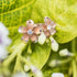 Honolulu Jewelry Company 14K Rose Gold Plated Sterling Silver CZ Plumeria Flower Nature Stud Earrings, 12mm...
