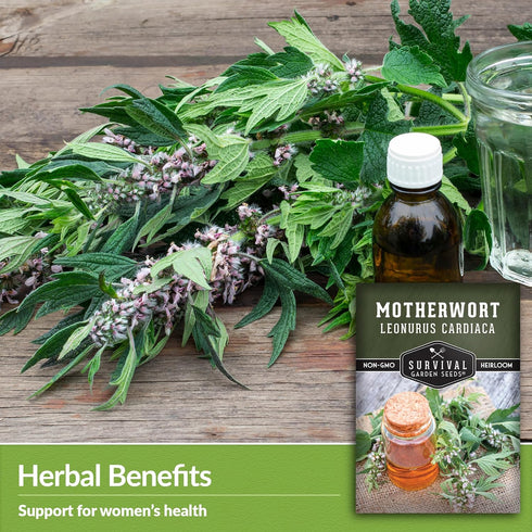 Motherwort Seed for Planting - 1 Packet with Instructions to Plant and Grow Lion's Tail Medicinal Herbs in Your Home Herb Garden - Non-GMO Heirloo...