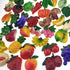 random 12Pcs creative 3D resin fruit vegetables fridge magnets funny cute decoration refrigerator magnet accessories office school whiteboard magn...
