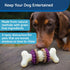PetSafe Busy Buddy Bristle Bone - Treat-Holding Toy for Dogs - Treat Rings Included - Treats Thoroughly Mixed During Bake to Prevent Choking - Rig...