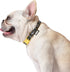 Star Wars for Pets Darth Vader Dog Collar, Small | Officially Licensed Yellow Dog Collar | Small Dogs with D-Ring, Cute Dog Apparel & Accessories ...