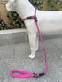 Slip Lead Dog Leash?Strong Nylon Rope Leash Anti-Choking Anti-Pull and Outdoor Walking Training Lead for Small Medium Large Dogs (Fuchsia,1/2"×4ft...