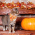 ADOGGYGO Fall Cat Collars Breakaway with Removable Bandana, Adjustable Autumn Thanksgiving Cat Collar Cute Fall Leaves Cat Bandana Collar for Cats...