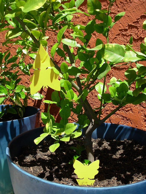 Yellow Sticky Fly Traps (25 Pack) for Gnat Whitefly Fungus Gnat Aphid Small Insects - Houseplant Disposable Glue Trappers - Bug Catcher - Butterfl...