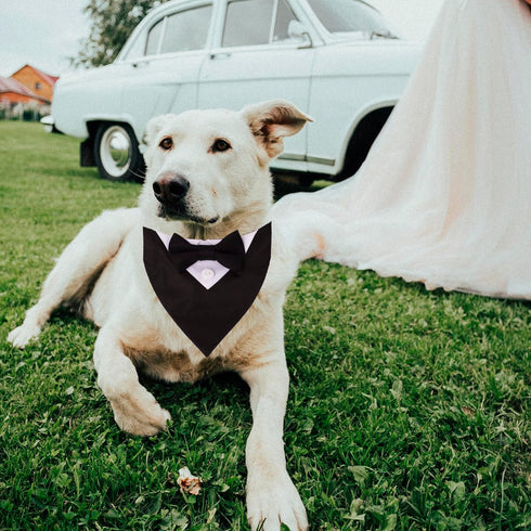 ADOGGYGO Formal Dog Tuxedo Wedding Dog Bandana Collar Dog Collar with Bow Tie Adjustable Dog Bowtie Collar Bandana for Small Medium Large Dog Pet ...
