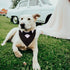ADOGGYGO Formal Dog Tuxedo Wedding Dog Bandana Collar Dog Collar with Bow Tie Adjustable Dog Bowtie Collar Bandana for Small Medium Large Dog Pet ...