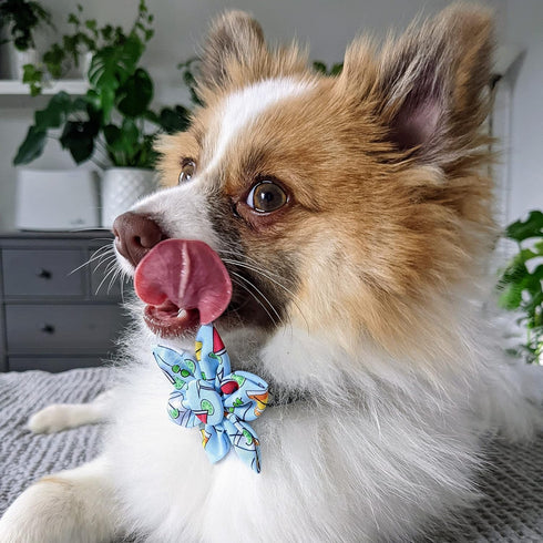 Huxley & Kent Pet Pinwheel | Cocktail Party (Small) | Velcro Collar Accessory for Dogs/Cats | Bow Collar Attachment | Cute, Comfortable Accessory ...