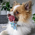 Huxley & Kent Pet Pinwheel | Cocktail Party (Small) | Velcro Collar Accessory for Dogs/Cats | Bow Collar Attachment | Cute, Comfortable Accessory ...