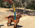 Foxtail Fetch Ball for Dogs - Easy to Throw Dog Fetch Toy by Cassidy Labs...