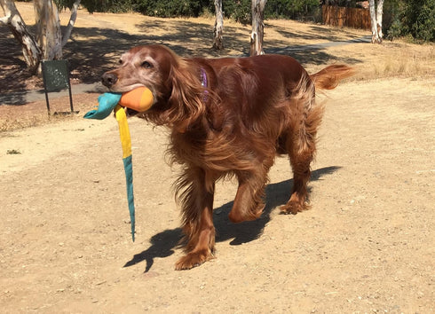 Foxtail Fetch Ball for Dogs - Easy to Throw Dog Fetch Toy by Cassidy Labs...