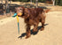 Foxtail Fetch Ball for Dogs - Easy to Throw Dog Fetch Toy by Cassidy Labs...
