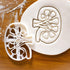 Set of 2 Kidney cookie cutters (Designs: External and Internal Kidney), 2 pieces - Bakerlogy...