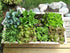 Seeding Square - Seed Spacer Tool for Maximum Harvest, Organized Plants & Less Weeds - Square Foot Garden includes Color Coded Templates, Magnetic...