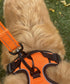 Nylon Dog Leash with Locking Carabiner for Large Medium Small Breeds – Heavy Duty Reflective Nylon Lead with Padded Handle for Everyday Walking, R...