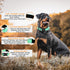 2 Pack Reflective Dog Collar with Safety Locking Buckle, Adjustable Soft Breathable Comfortable Nylon Pet Collar for Small, Medium and Large Dogs,...