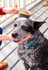 Double Sided Dog Brush - for Long or Short Haired Dogs and Cats Natural Bamboo Eco Friendly Pet Grooming Dual Sided Pin and Bristles for Desheddin...