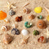 16PCS Hermit Crab Shells Medium Small | Sea Conch Size 1.1" - 2.4" | Medium Small Shells Set - Growth Turbo Seashells for Natural Hermit Crab Supp...
