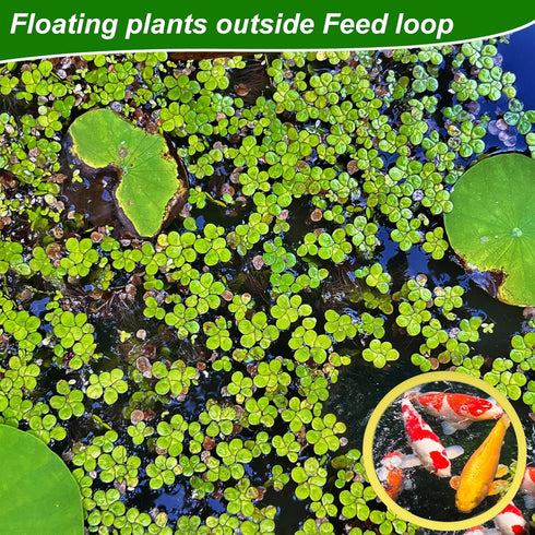 5pcs Aquarium Floating Plant Feed Rings, Round Floating Plant Corral 5 Size Fish Feeding Rings Fish Tank Plant Fence Keep Floating Plants in Place...