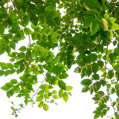 Jobe’s Slow Release Tree and Shrub Fertilizer Spikes, Easy Plant Care for Oak, Maple, Dogwood, Boxwood, and Many More Acid Loving Trees and Shrubs...