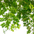 Jobe’s Slow Release Tree and Shrub Fertilizer Spikes, Easy Plant Care for Oak, Maple, Dogwood, Boxwood, and Many More Acid Loving Trees and Shrubs...