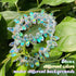 Hicarer 200 Pieces Teardrop Chandelier Crystal Pendants 6 x 12 mm AB Color Rainbow Crystal Beads for Chandelier Jewelry Making DIY Project Earring...