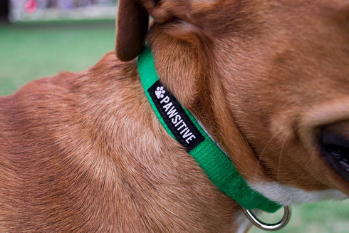 Pawsitive Hemp Dog Collar - Green Dog Collar - We Donate a Collar for Every Collar Sold. Help a shelter in Need! Solid Color Adjustable Collar Gre...