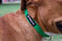Pawsitive Hemp Dog Collar - Green Dog Collar - We Donate a Collar for Every Collar Sold. Help a shelter in Need! Solid Color Adjustable Collar Gre...