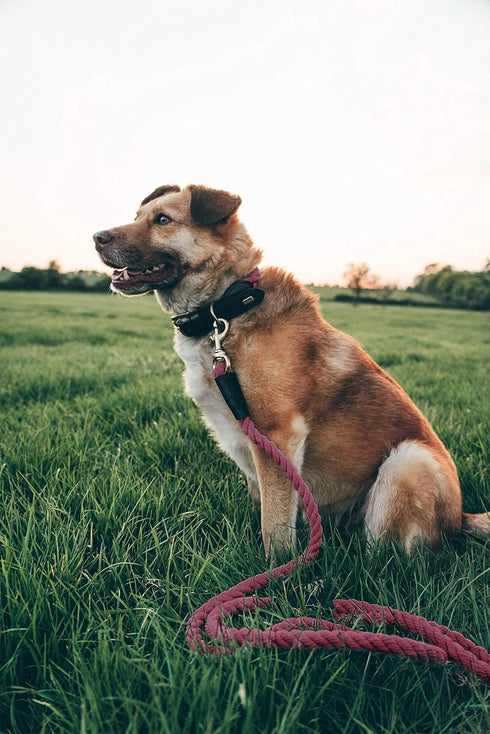 Embark Pets Country Dog Rope Collar - Braided Cotton and Rolled Leather Dog Collar for Small Dogs - Durable Dog Collars for Small Dogs and Strong ...