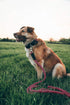 Embark Pets Country Dog Rope Collar - Braided Cotton and Rolled Leather Dog Collar for Small Dogs - Durable Dog Collars for Small Dogs and Strong ...