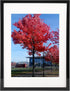 Black 11x14 Picture Frame, Display Pictures 8x10 with Mat or 11x14 Without Mat,Wall Certificate Poster Photo Frame, 1 Pack...