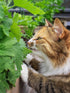 3000 Catnip Seeds for Planting - Nepeta Cataria - Heirloom Non-GMO USA Grown Herb Seeds for Planting...