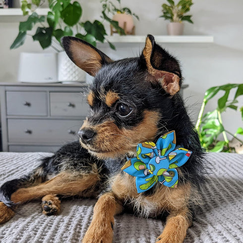 Huxley & Kent Pet Pinwheel | Cinco Fiesta (Small) | Velcro Collar Accessory for Dogs/Cats | Fun Pet Pinwheel Collar Attachment | Cute, Comfortable...