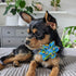 Huxley & Kent Pet Pinwheel | Cinco Fiesta (Small) | Velcro Collar Accessory for Dogs/Cats | Fun Pet Pinwheel Collar Attachment | Cute, Comfortable...