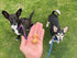 Redbarn All-Natural Air Dried Chicken Training Treats for Puppies & Dogs – Grain-Free Single Protein Rewards Made in USA for Small, Medium, & Larg...