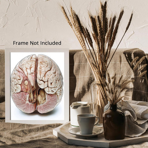 Posterizer 1 pcs-anatomical illustration of the human brain-Teachers & Classrooms-Abstract & Modern Art-School and classroom art- unframed wall ar...