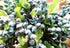 Mistari 10 Pack Artificial Flowers California Faux Blueberries Artificial Stems for Decorating Blueberry Picks Fruit Fake Silk Flowers Home Decora...