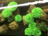 BEGONDIS 4Pcs Aquarium Decorations Fish Tank Artificial Green Water Plants Made of Soft Plastic...
