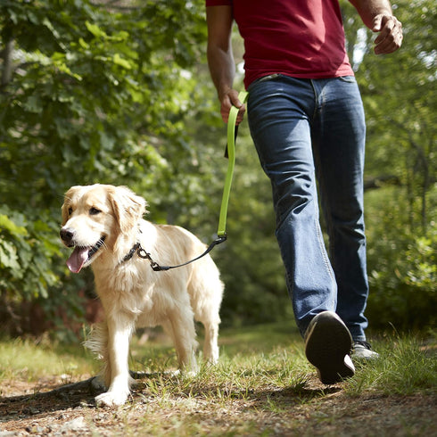 Franklin Pet Supply - Nylon Dog Leash - Comfort - Neoprene Handles- Shok-Tek Bungee System - 4 Foot - Dog Training - Walking...