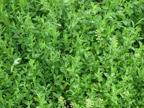 Health Embassy Knotgrass Herb | Polygonum Aviculare L | 100% Natural (50g)...