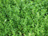 Health Embassy Knotgrass Herb | Polygonum Aviculare L | 100% Natural (50g)...