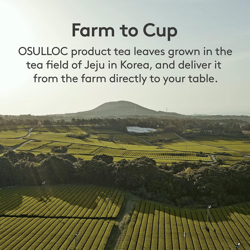 OSULLOC Camellia Tea (Sweet Tropical Fruit Scent) | Korean Premium Blended Tea Bag | Sweet Fruit Tea | 20 Count Tea Bags, 1.27oz...