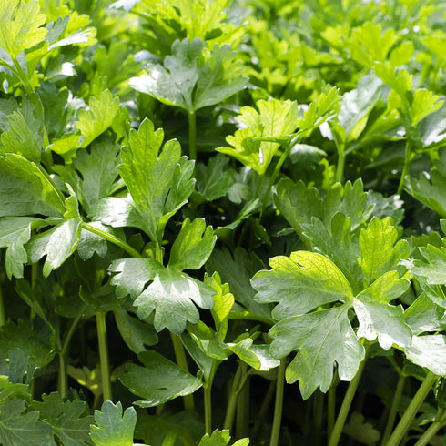 Culinary Herb Seeds Collection, 4 Heirloom Non GMO Varieties, Basil, Cilantro, Dill, Parsley....